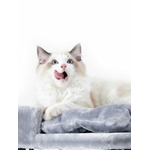 431416-Ramses-158-5-3-375x500