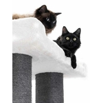 431464_Ragdoll-200-12-1-1-375x500