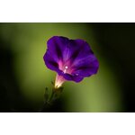CSC_11