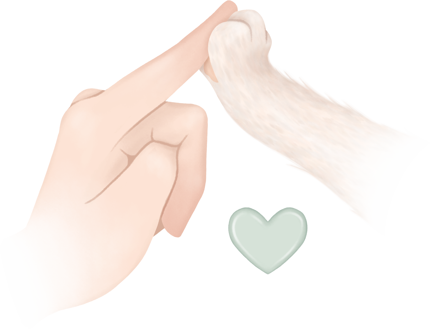 5- Coeur humain animal