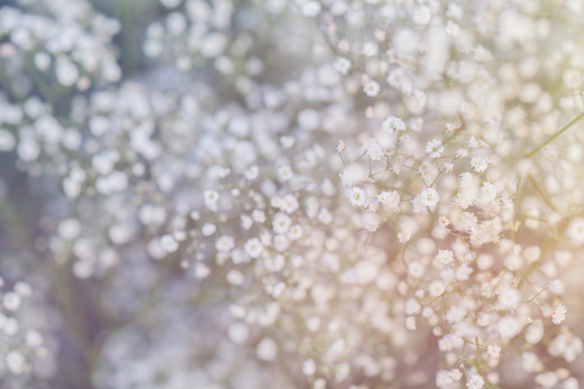 fleurs de pissenlit blanc