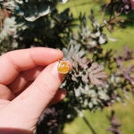 bague gold filled fleurs de mimosa sechees