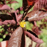 bague gold filled fleurs de mimosa sechees resine ecoresponsable