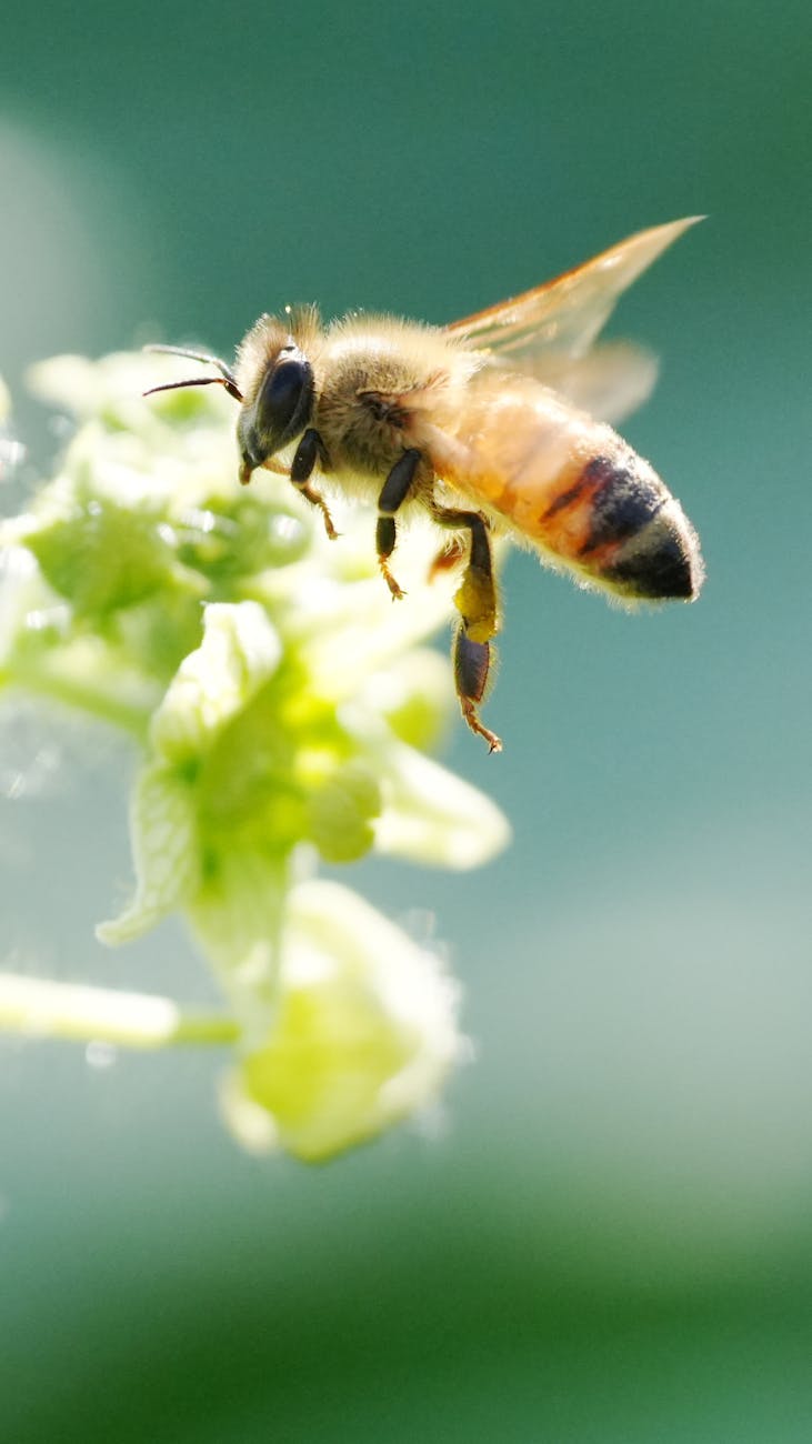 Pourquoi la protection des abeilles est essentielle pour l'environnement?