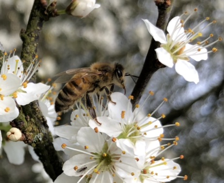 Abeille sur prunier