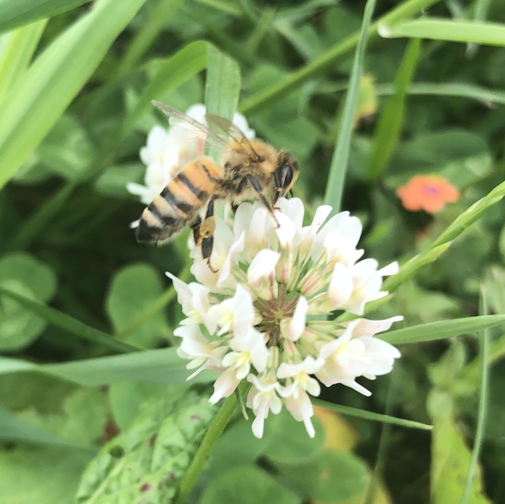 Abeille sur fleur de trèfle