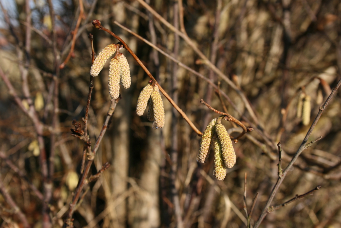 Le noisetier commun : du pollen pour les abeilles dès la fin de l’hiver