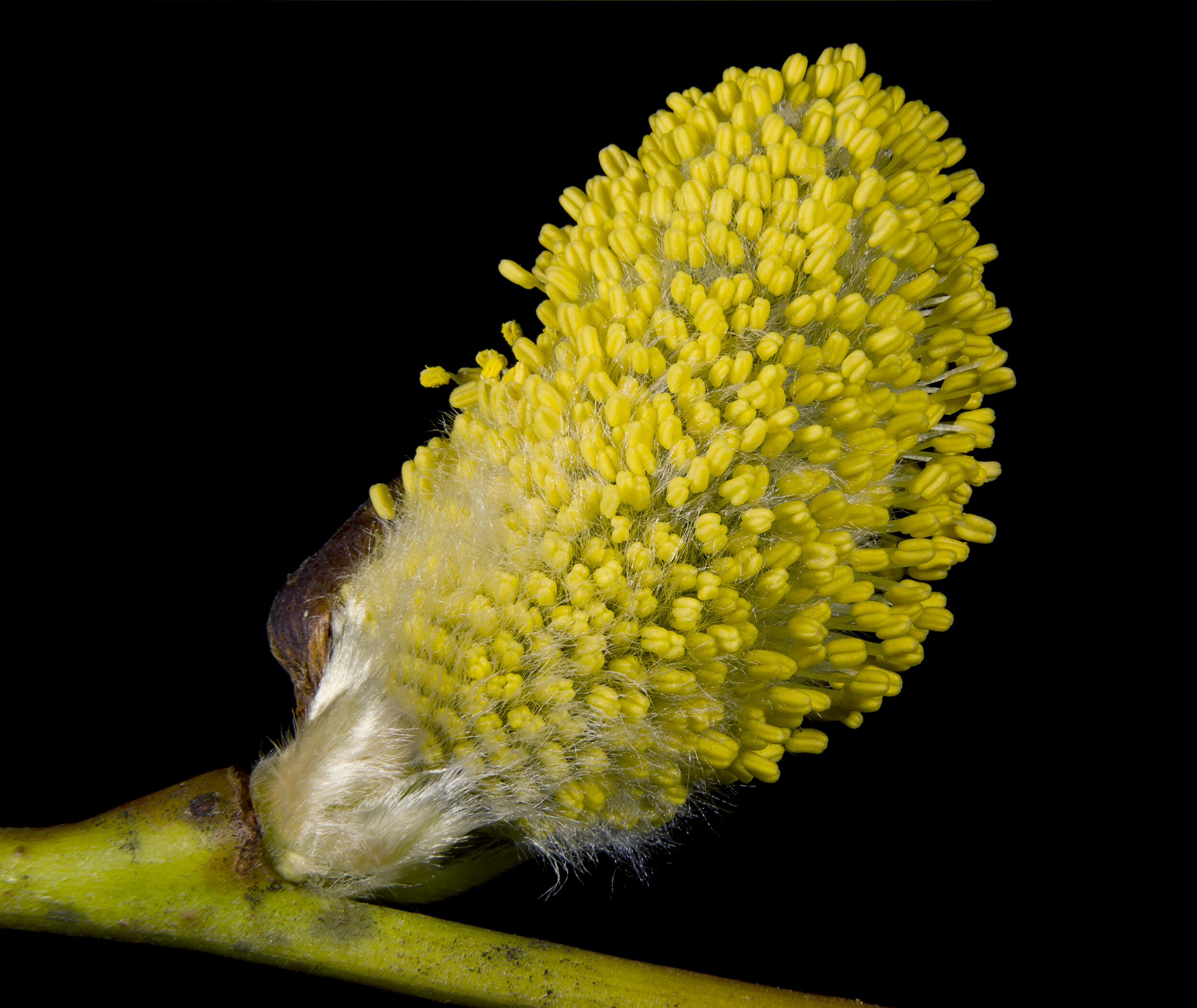 Le saule marsault : nectar et pollen pour le réveil des colonies