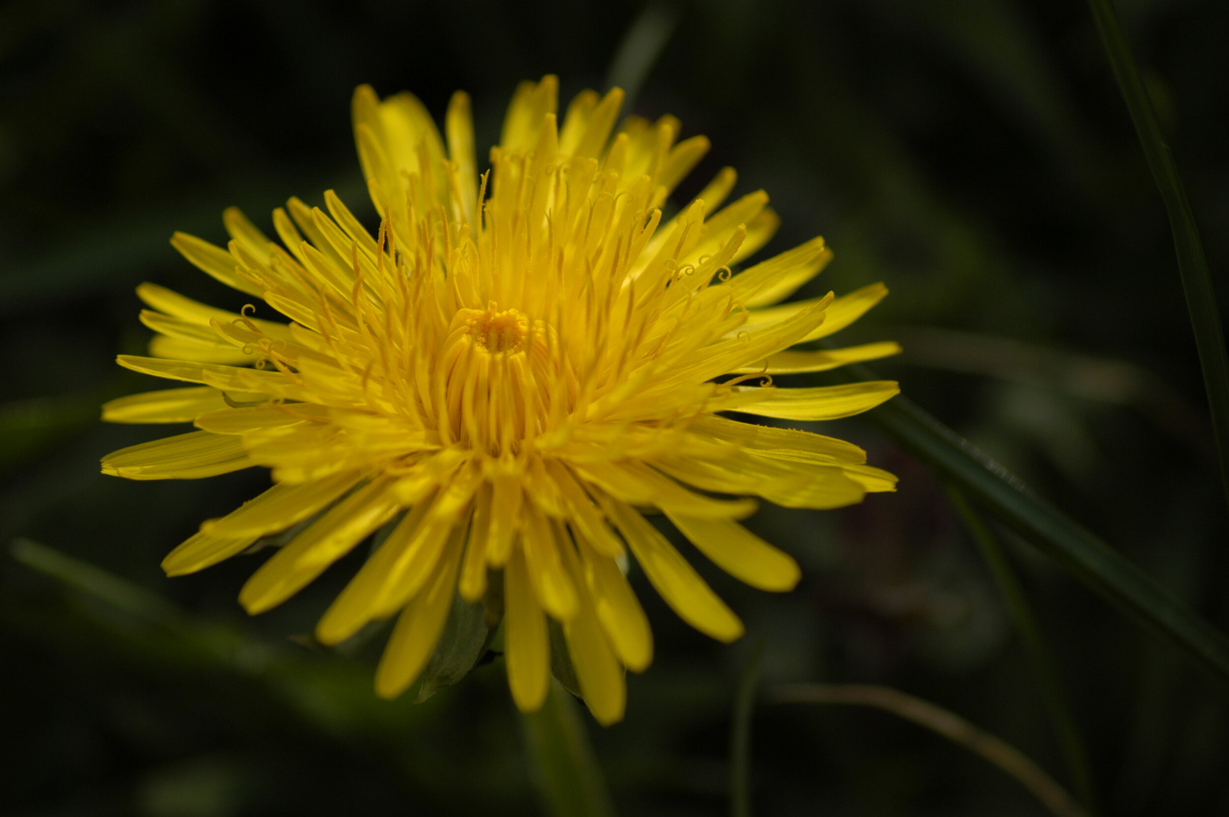Le pissenlit : une fleur du quotidien qui nourrit les abeilles