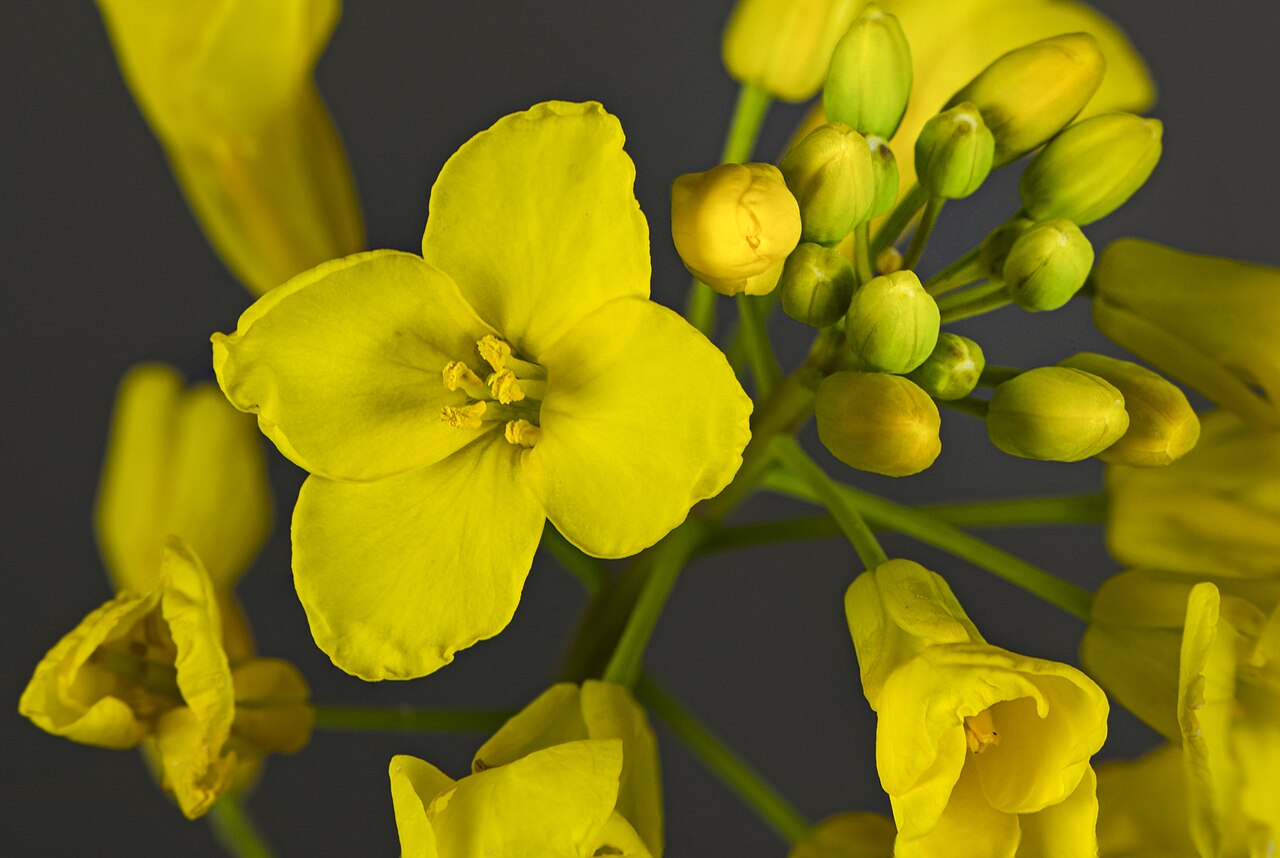 Le colza : nectar et pollen pour les colonies au printemps