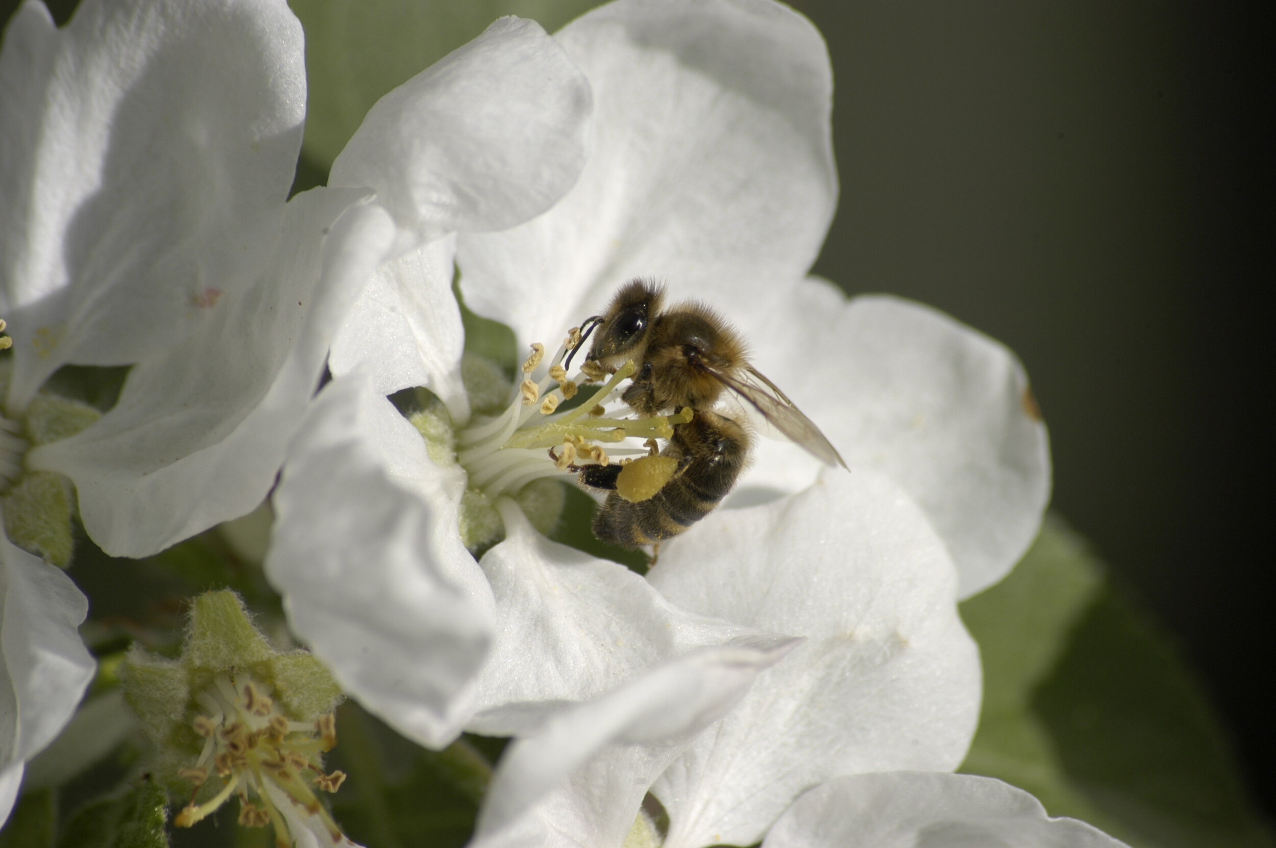 Le pommier : des fleurs pour les abeilles, des fruits au verger
