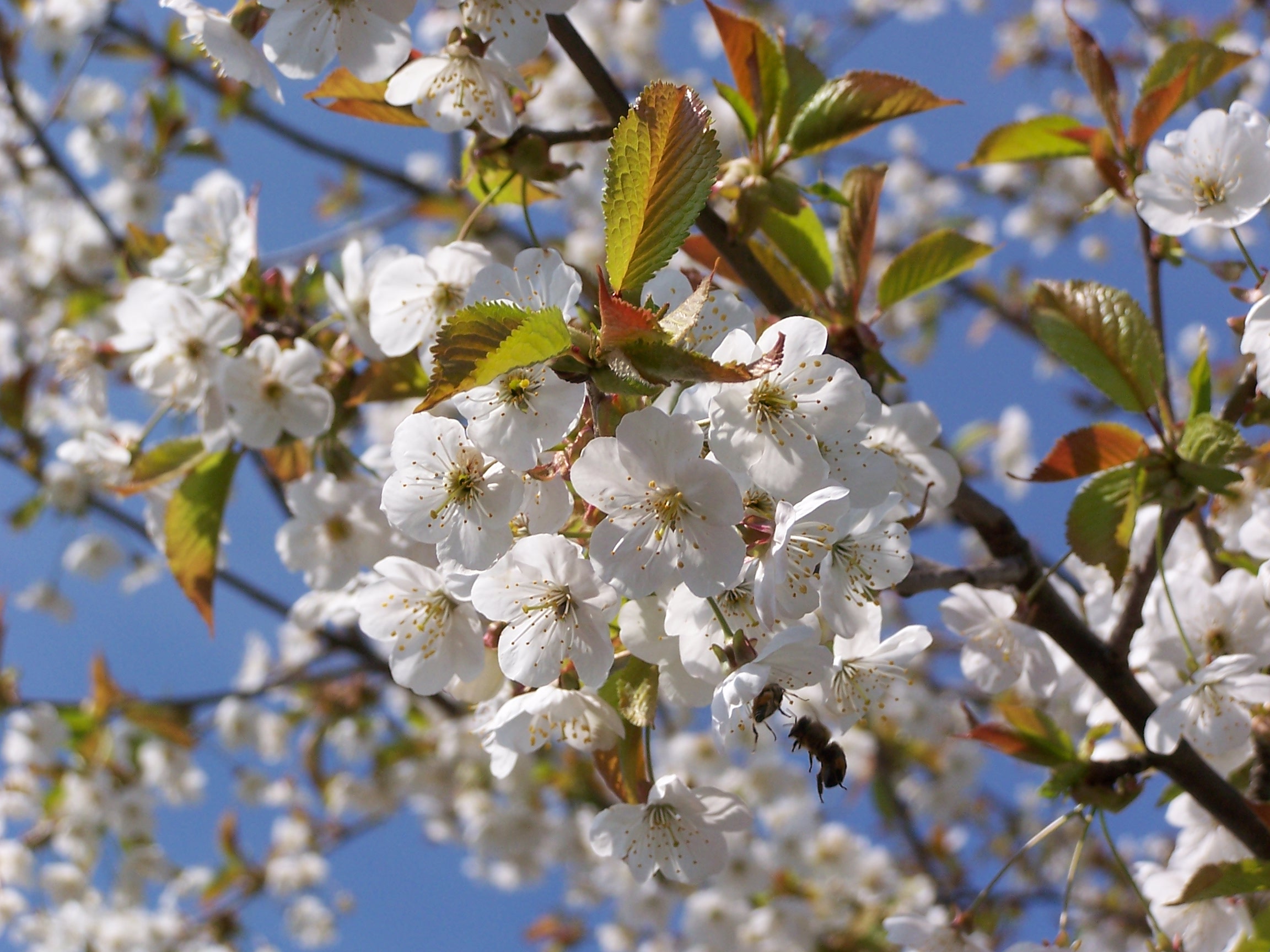 Le merisier : nectar et pollen dans les fleurs du bocage