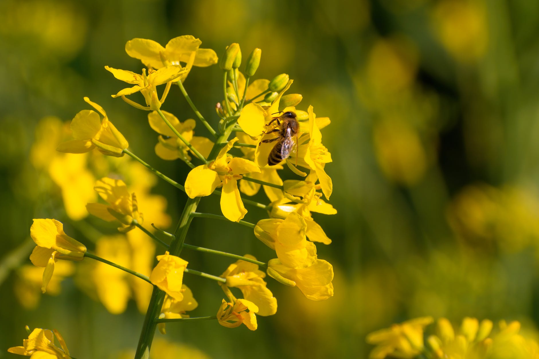 Les Plantes Mellifères : Des Alliées Précieuses pour la Biodiversité