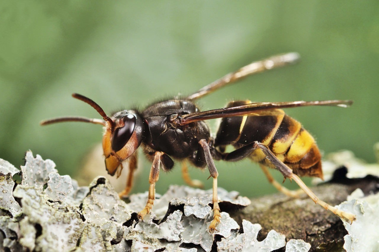 Frelon asiatique vu de près