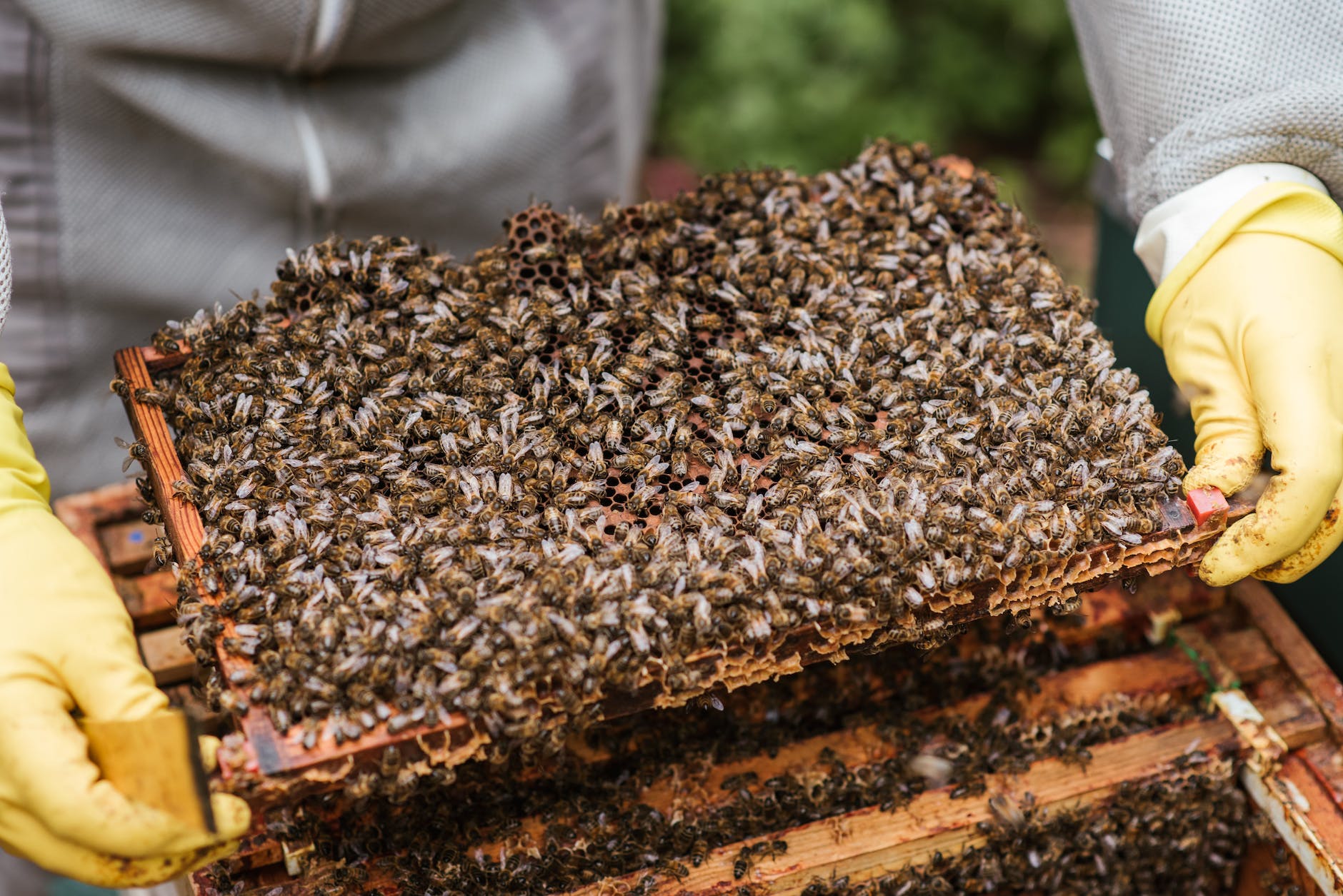 Apiculteur présentant un cadre couvert d’abeilles