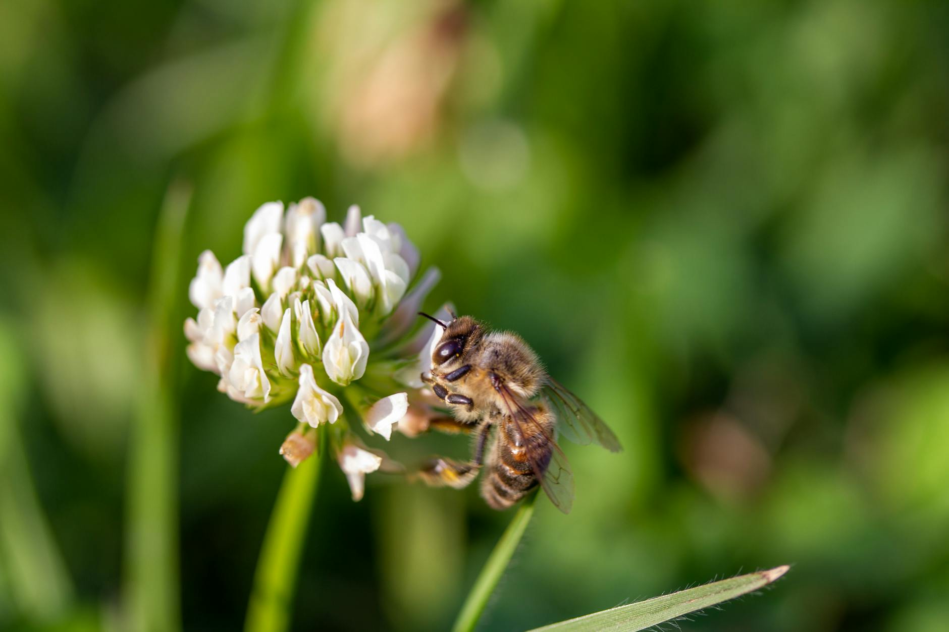 Une abeille butine une fleur de trèfle — illustration de sa floraison