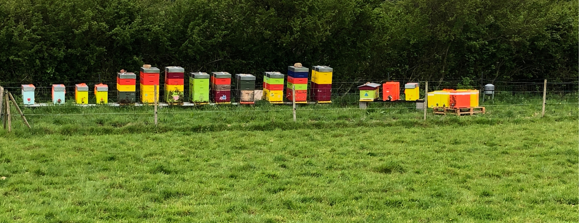 Alignement des ruches, Les Abeilles du Lieu Rémy, dans le cotentin, en Normandie