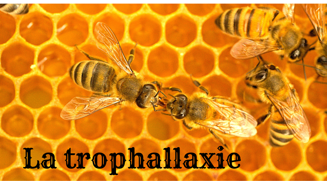 deux abeilles qui se passent le nectar: la trophallaxie