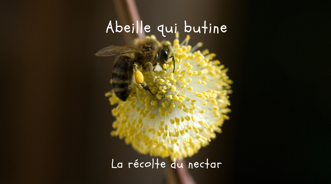 abeille qui butine: la récolte du nectar