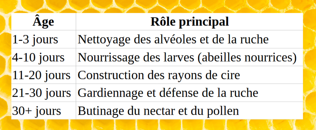 design sans titre