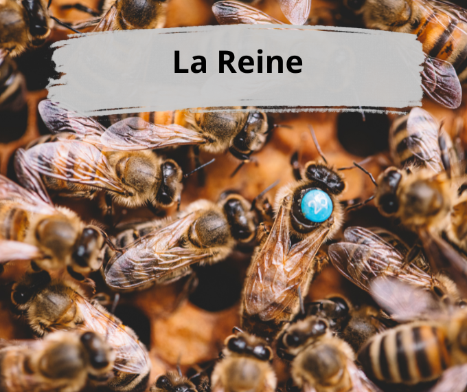 La reine des abeilles
