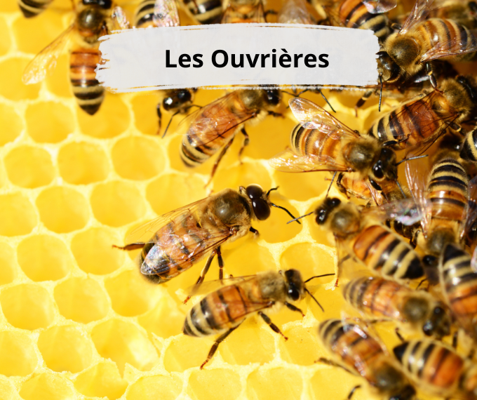 Les abeilles ouvrières