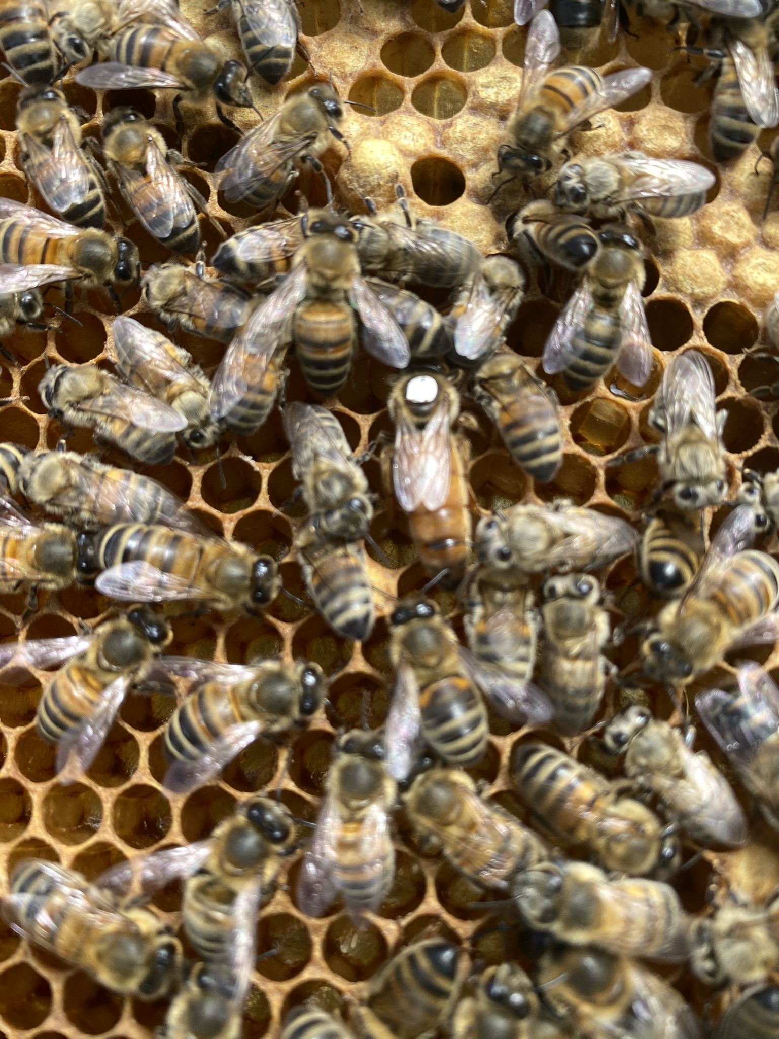 La reine des abeilles