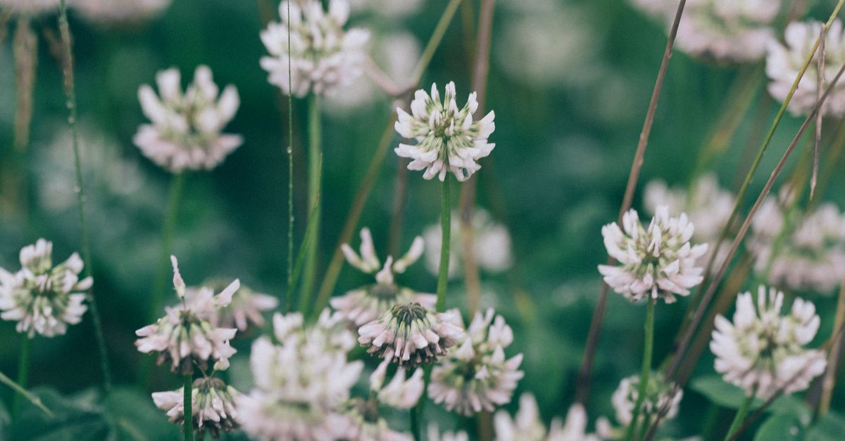 Magnifique gros plan de fleurs de trèfle blanc (Trifolium repens) en fleurs dans une prairie verdoyante