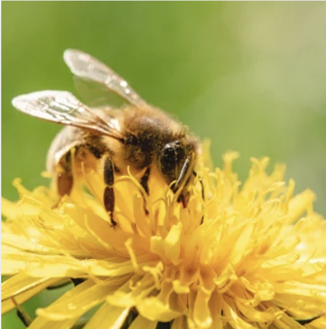 Une abeille sur une fleur jaune — illustration de la belle saison
