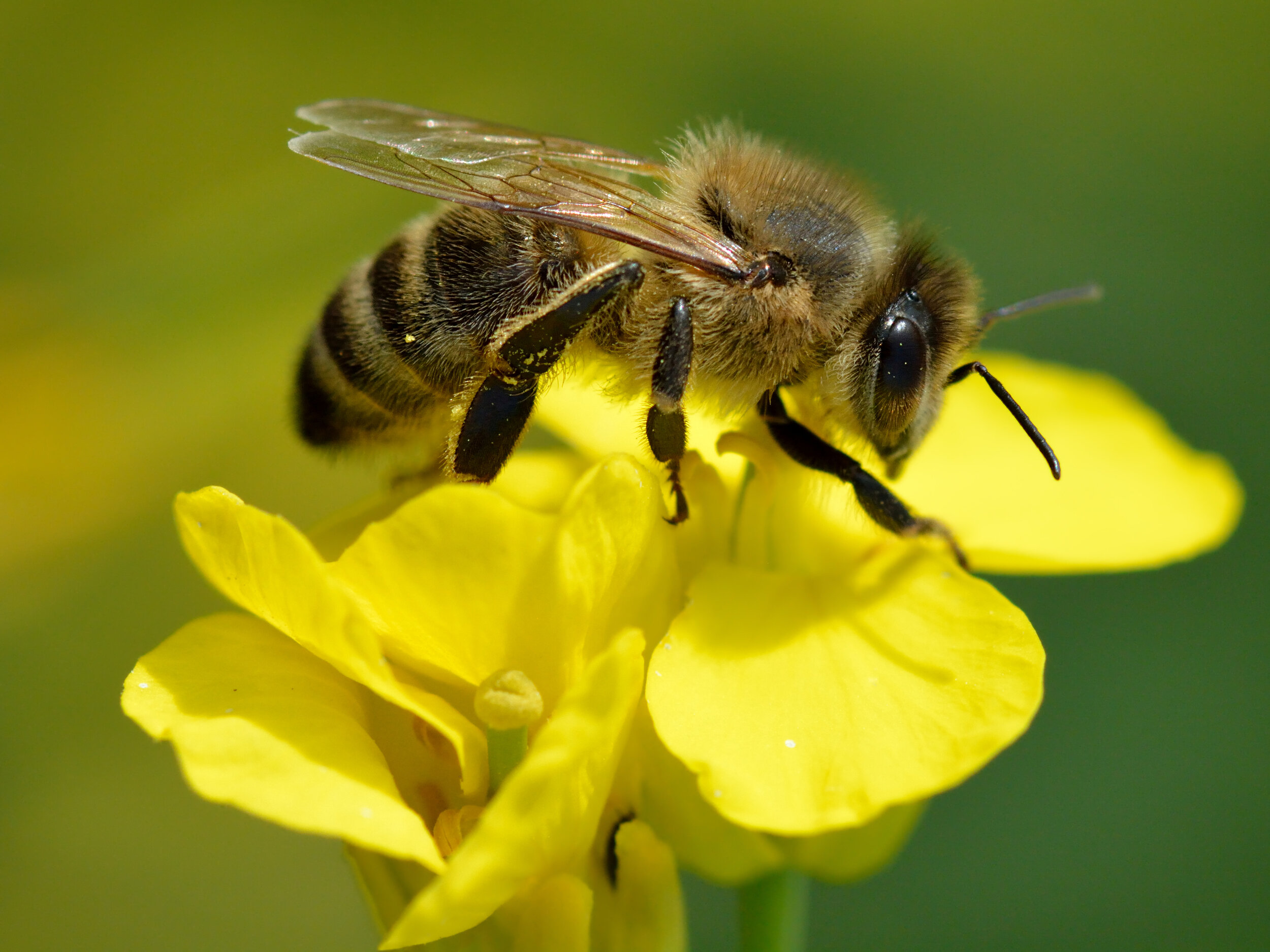 Abeille domestique Apis mellifera butinant une fleur jaune de colza Brassica napus