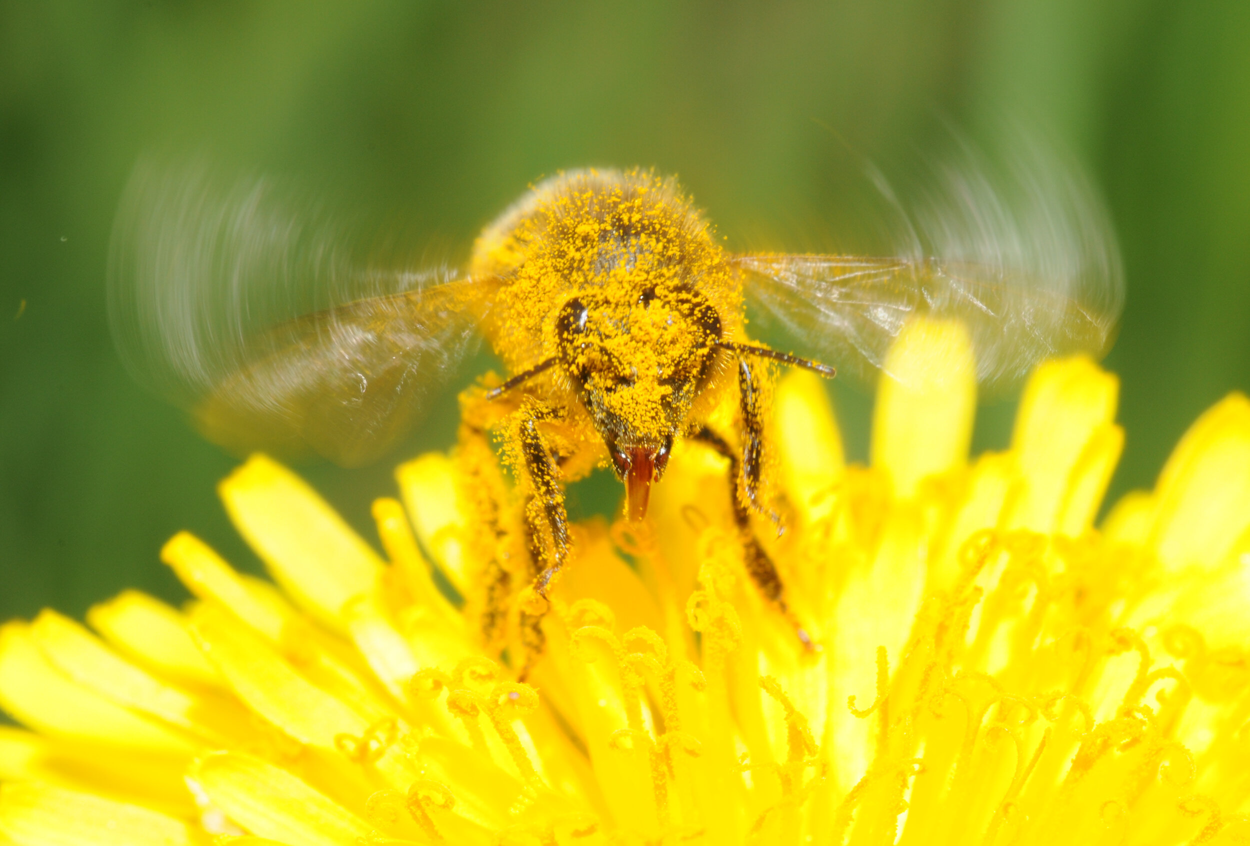 Abeille domestique Apis mellifera sur les petites fleurs jaunes d’un capitule de pissenlit Taraxacum