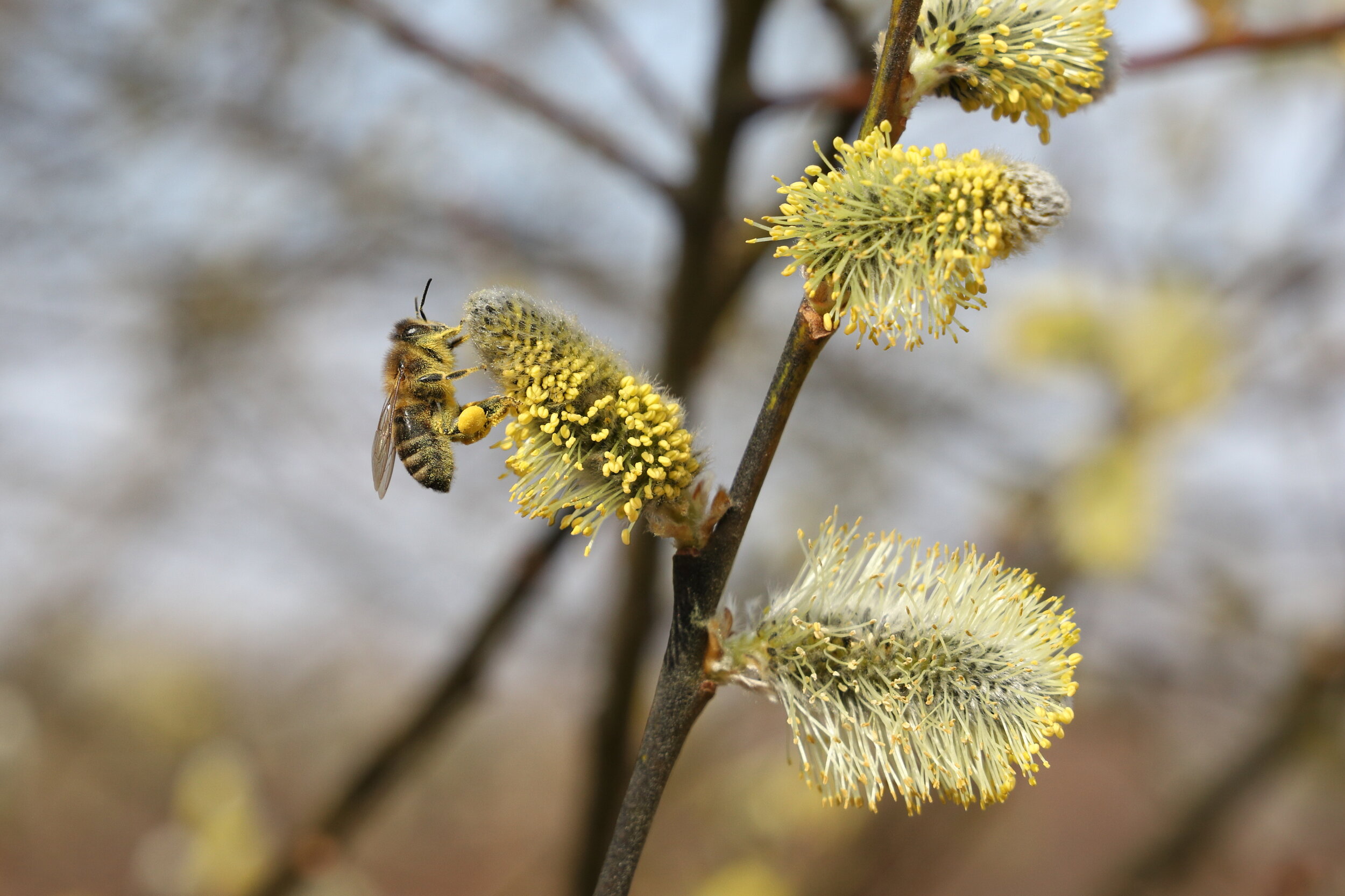 Abeille domestique Apis mellifera sur un chaton mâle jaune de saule marsault Salix caprea