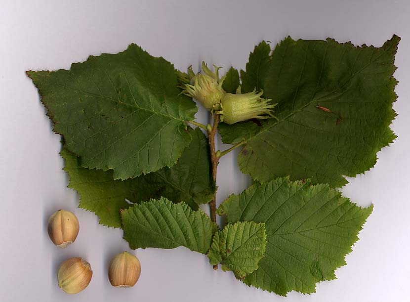 Feuilles arrondies et dentées de noisetier commun Corylus avellana, avec des noisettes encore dans leur enveloppe verte