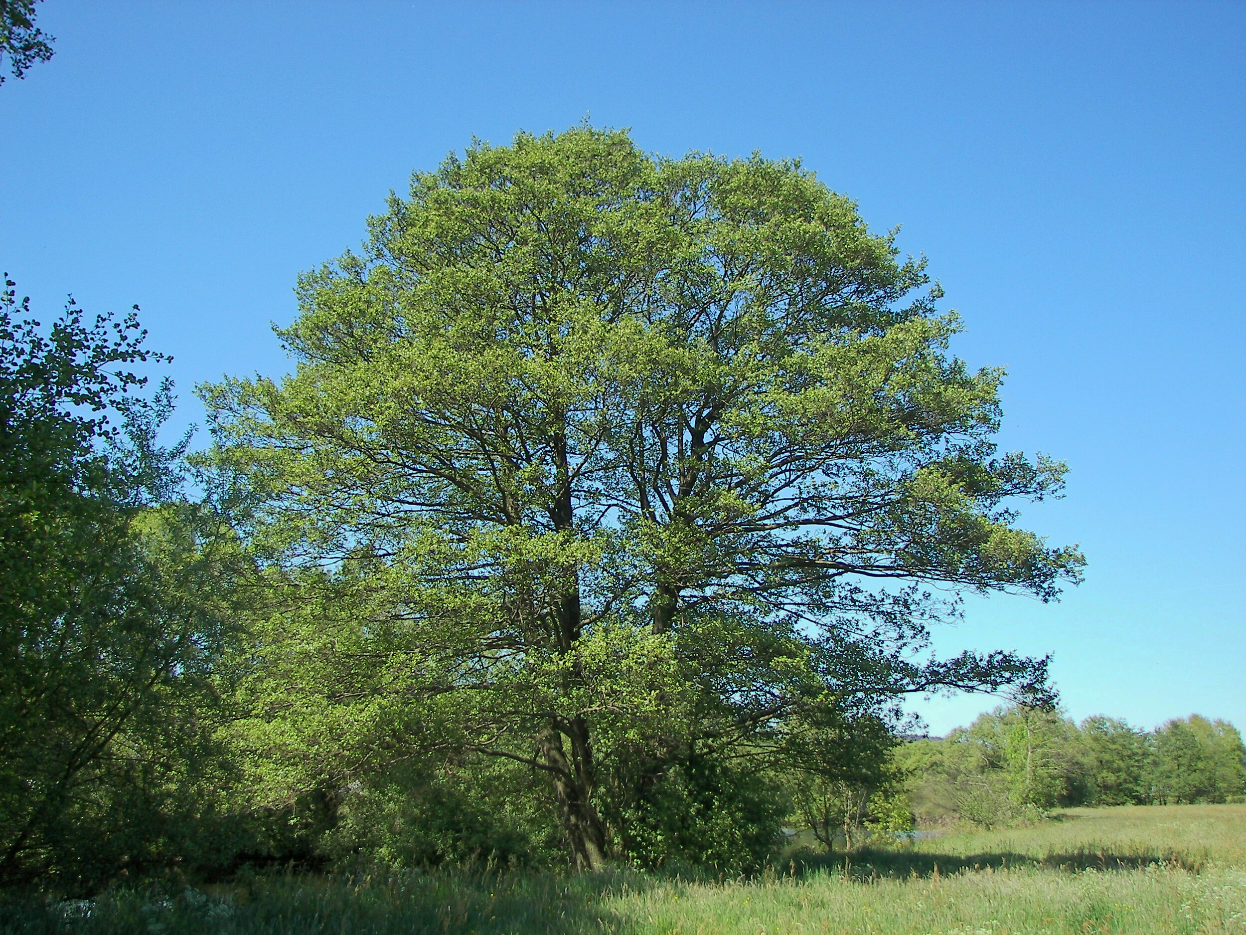 Rameau d’aulne glutineux Alnus glutinosa avec feuilles dentées et petits cônes ligneux de l’année précédente