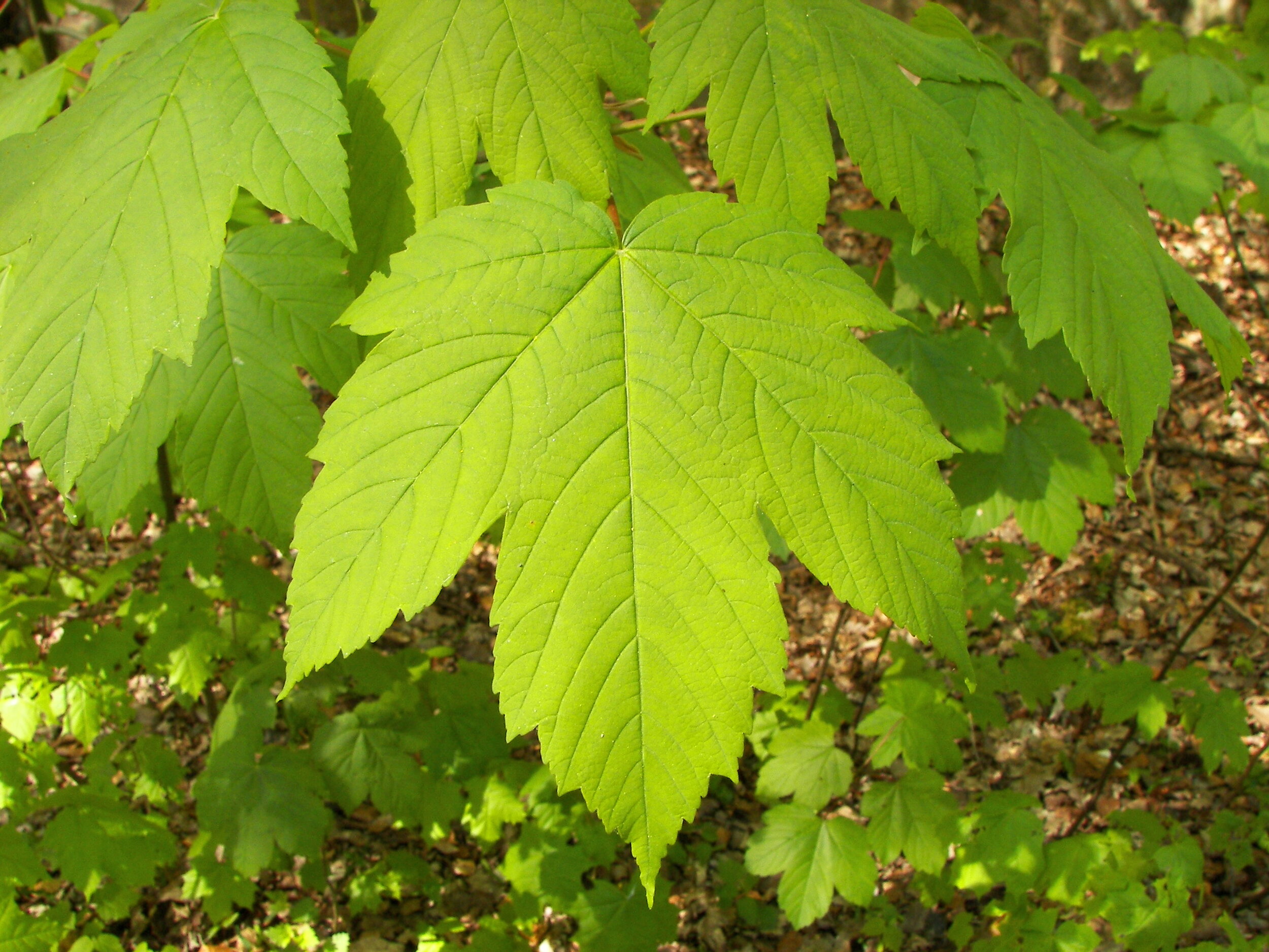 Feuilles à cinq lobes et grappes de fleurs pendantes de l’érable sycomore Acer pseudoplatanus