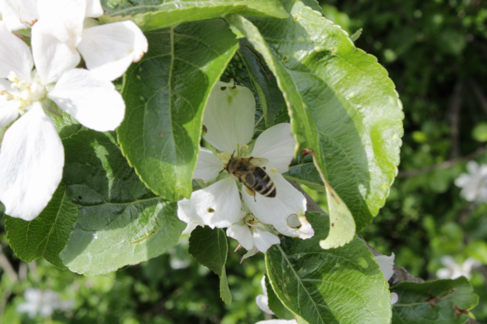 Abeille domestique Apis mellifera butinant au centre d’une fleur blanche de pommier