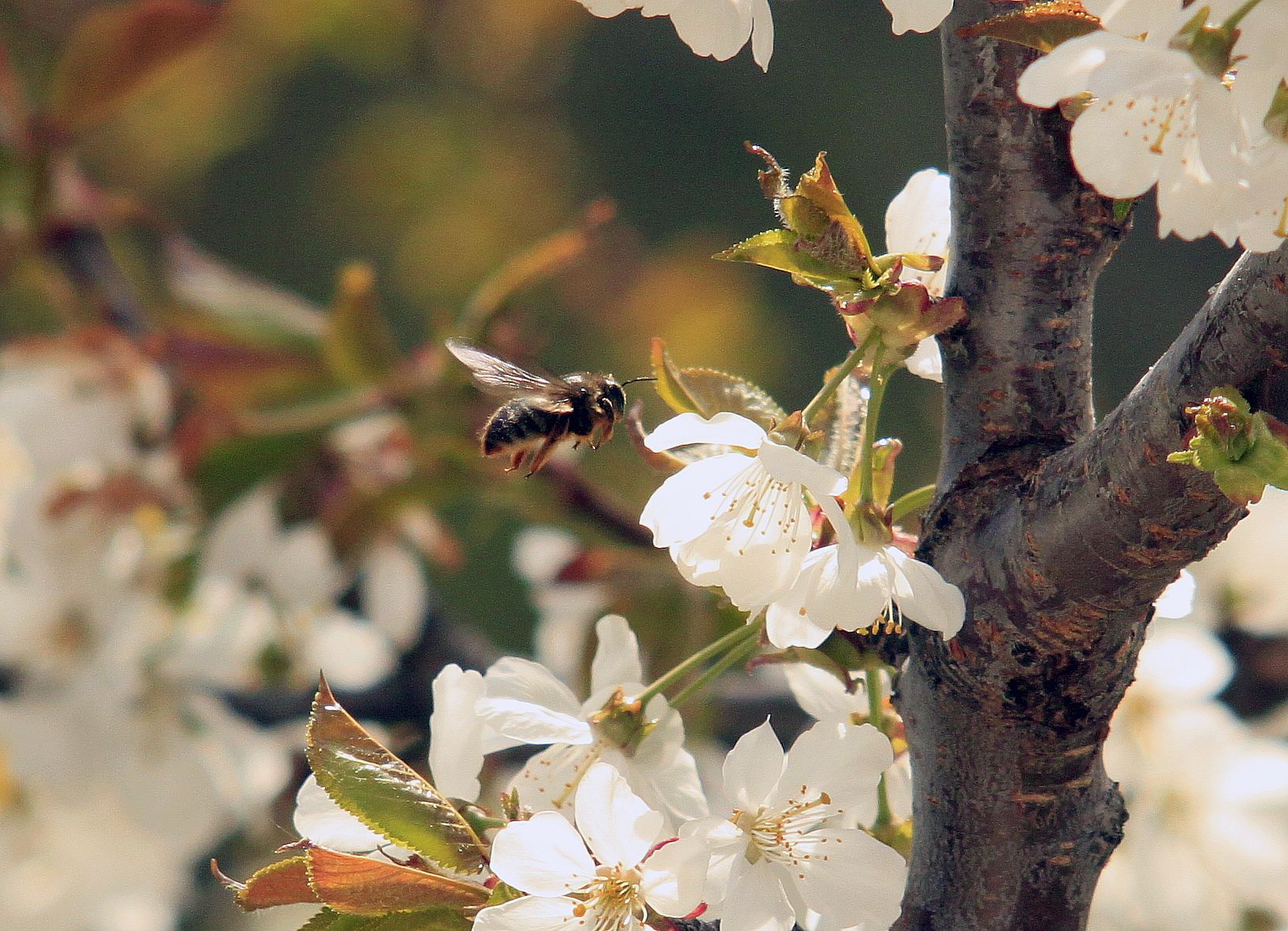 Abeille domestique sur une fleur blanche de cerisier Prunus avium, entourée de boutons floraux