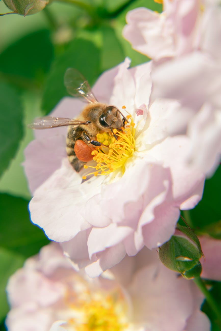 Abeille dans son environnement naturel