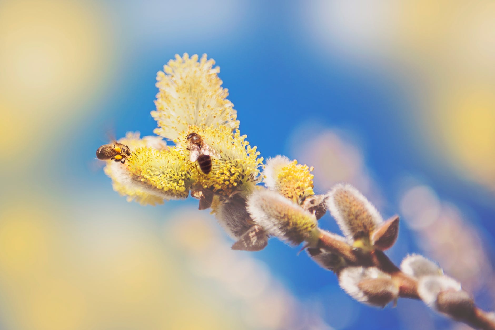 Deux abeilles sur des fleurs jaunes