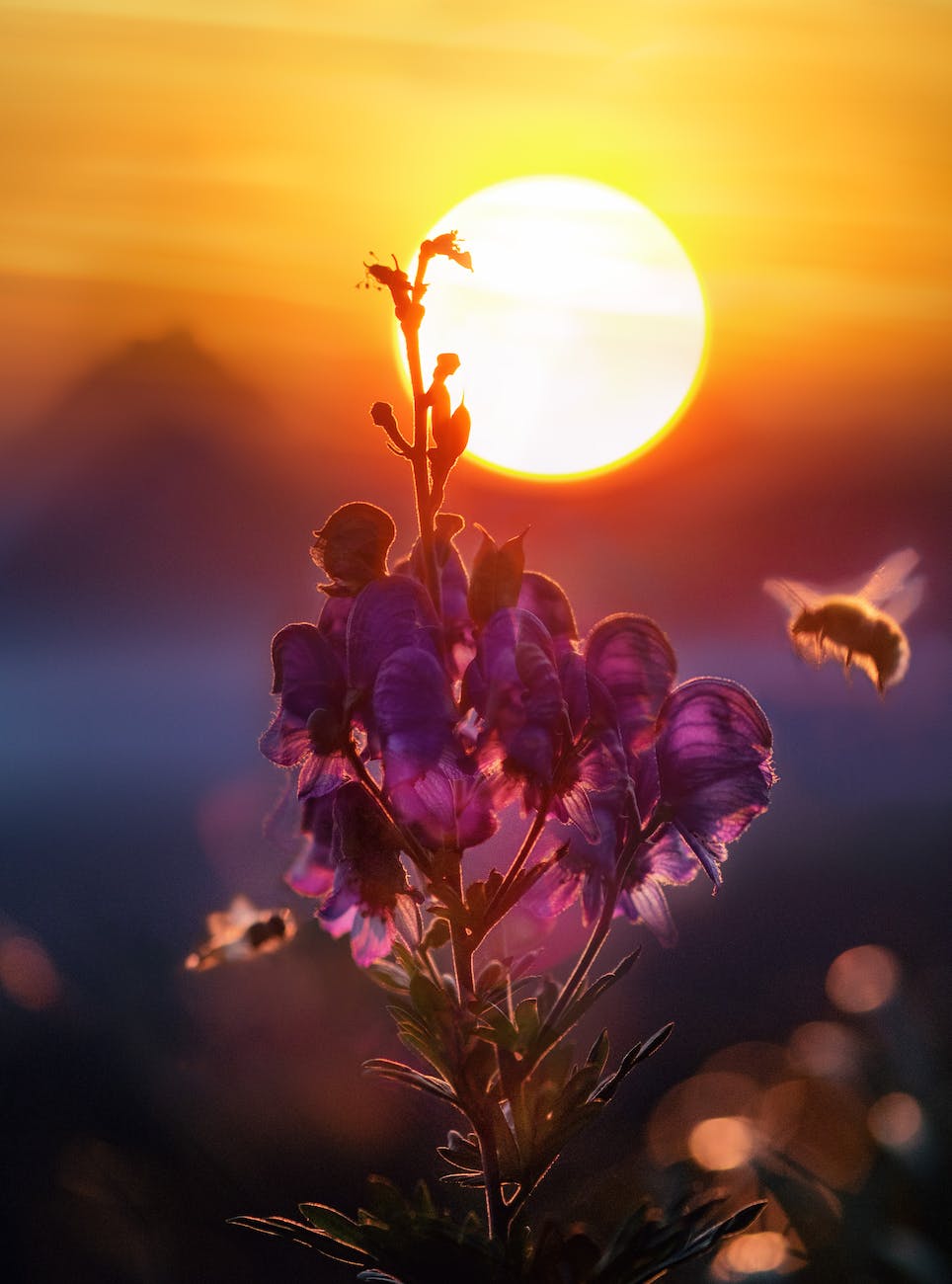 Fleurs violettes en floraison