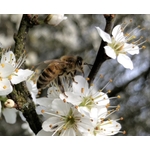 Abeille sur prunier