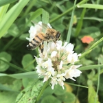 Abeille sur fleur de trèfle