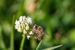 Abeille Pollinisant Une Fleur De Trèfle Blanc à Houston