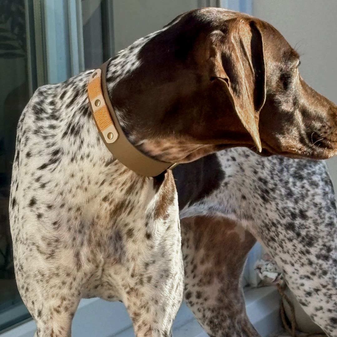 collier-chien-biothane-coffee-2