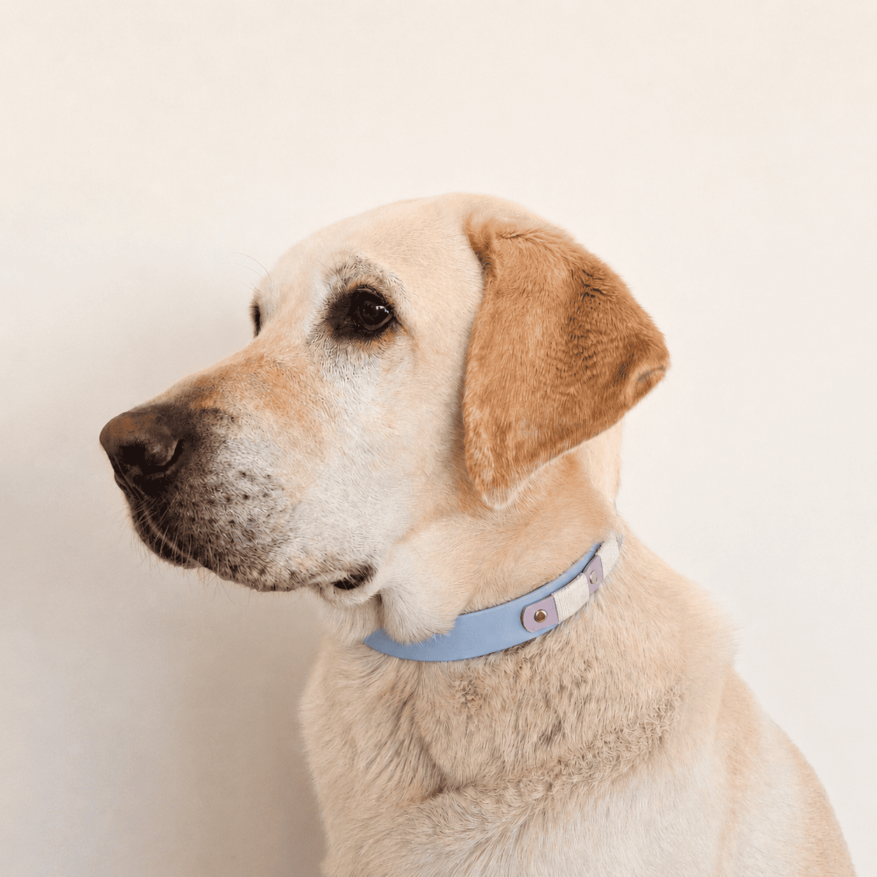 collier-chien-biothane-bleu-ciel-lilas-truffe-flair