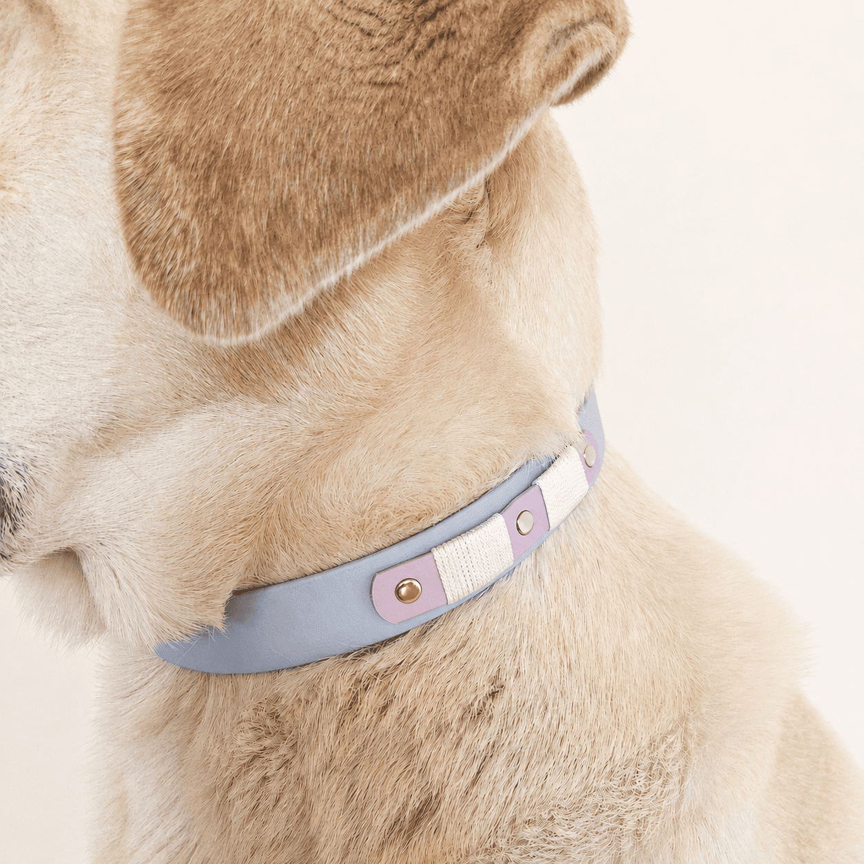 collier-chien-biothane-truffe-flair-bleu-ciel-lilas
