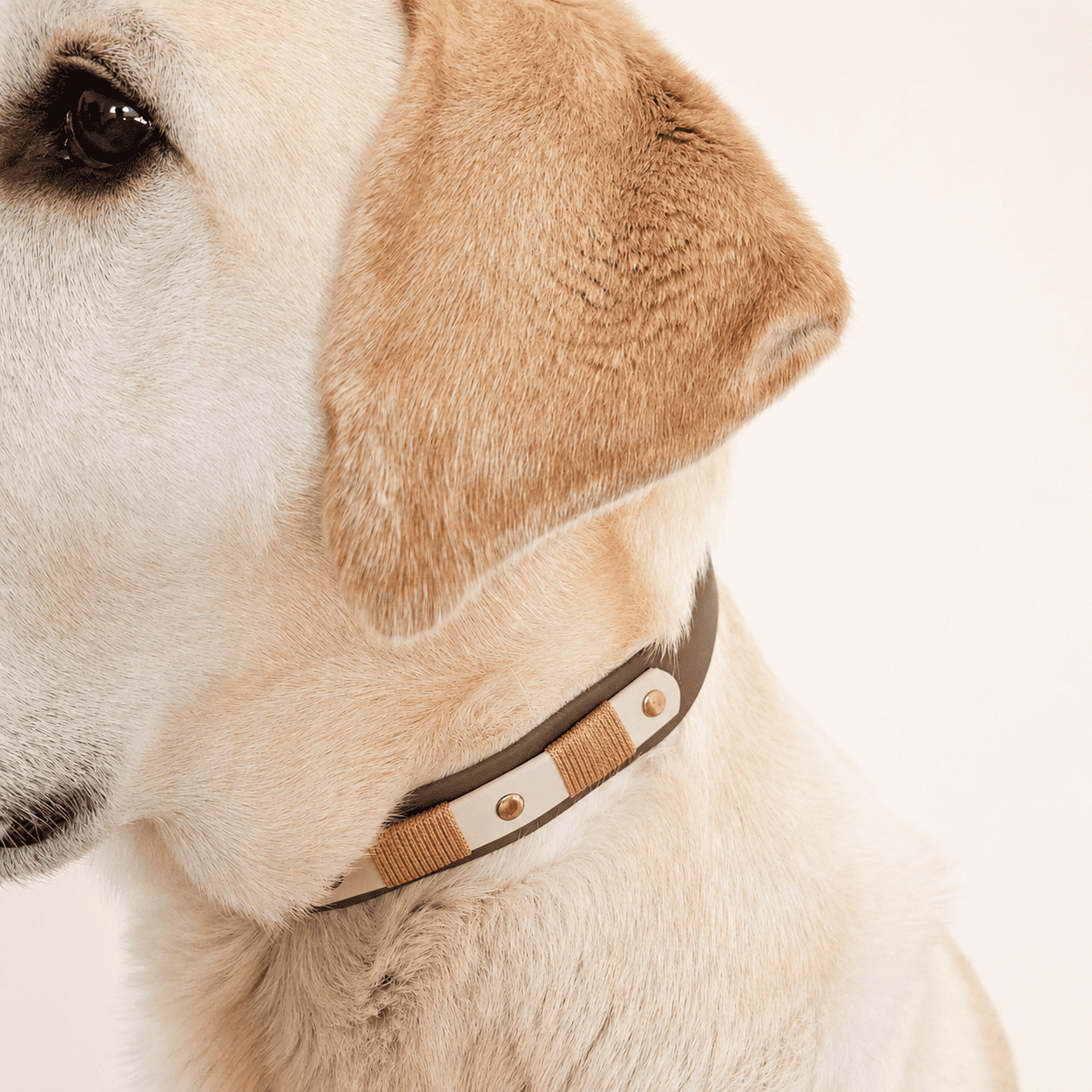 collier-chien-biothane-coffee-truffe-flair