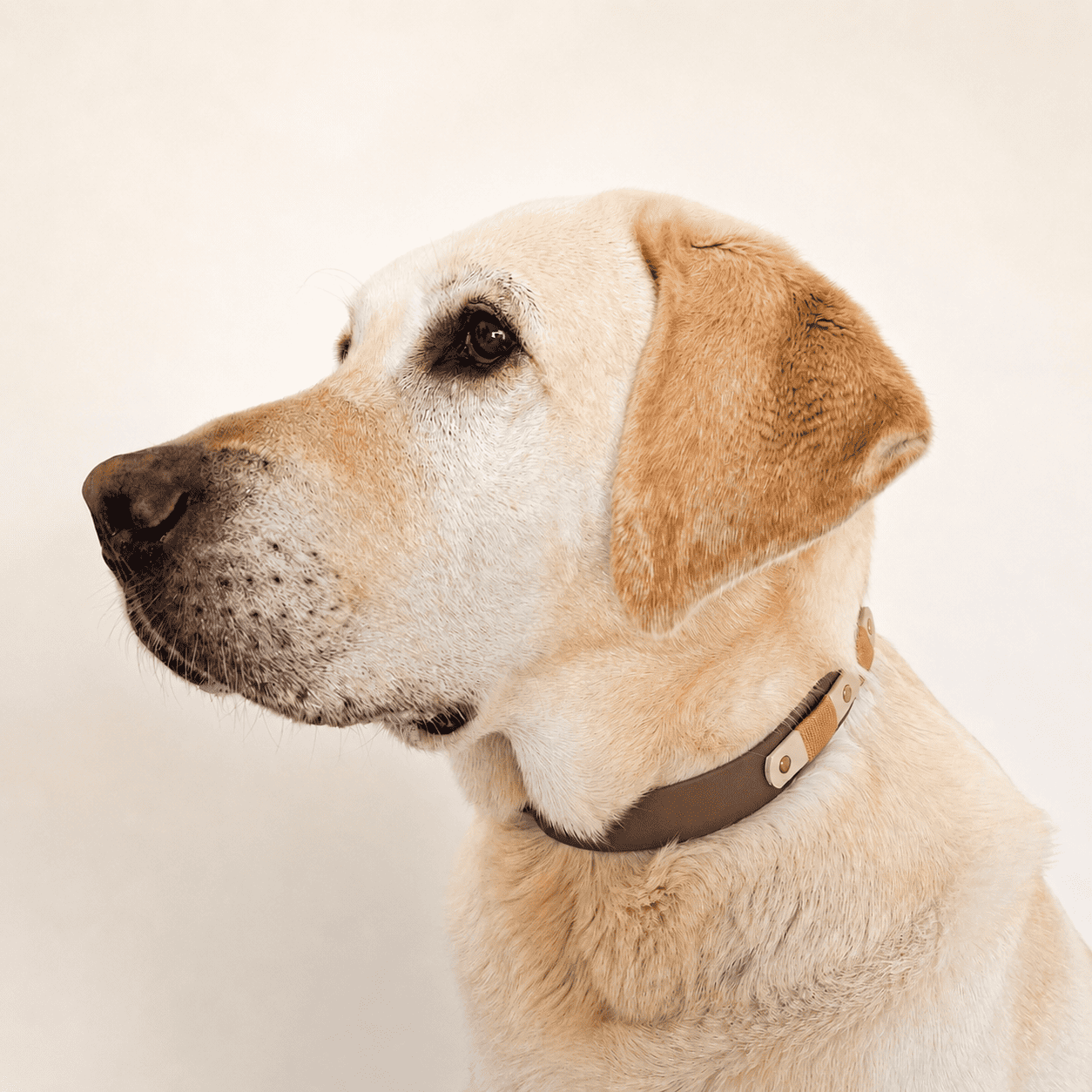 collier-chien-biothane-truffe-flair-coffee