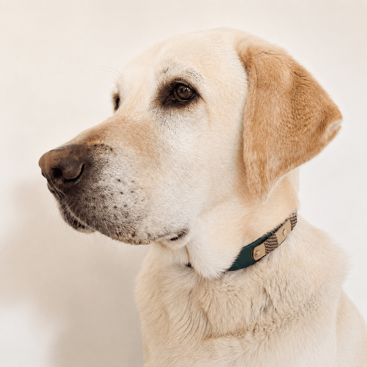 collier-chien-biothane-truffe-flair-forest