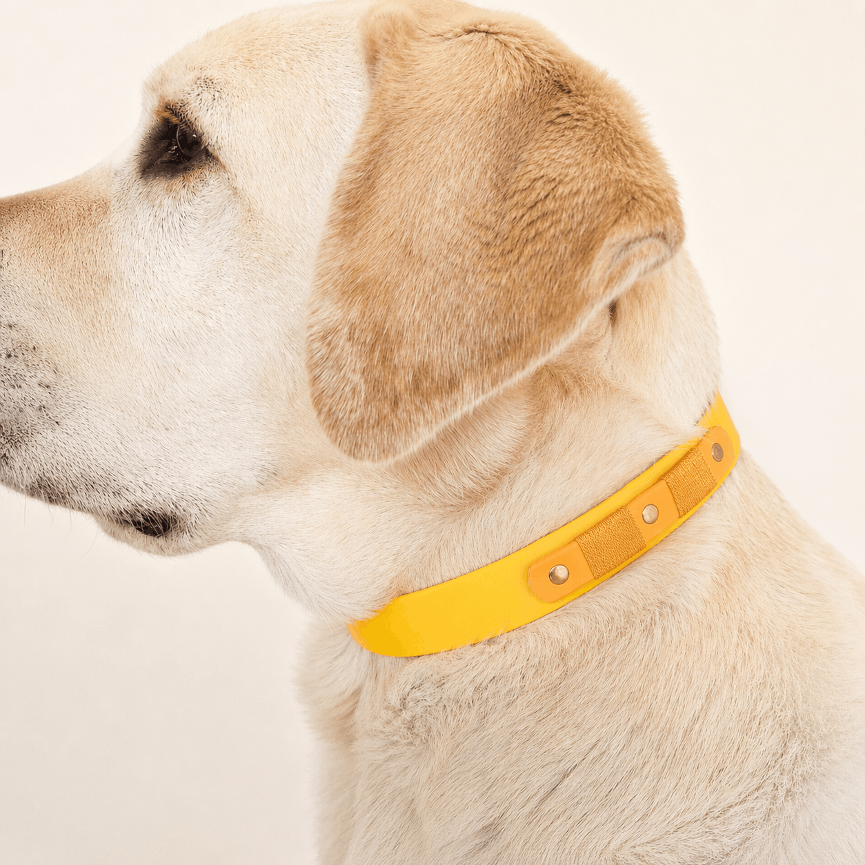 collier-chien-biothane-truffe-flair-jaune